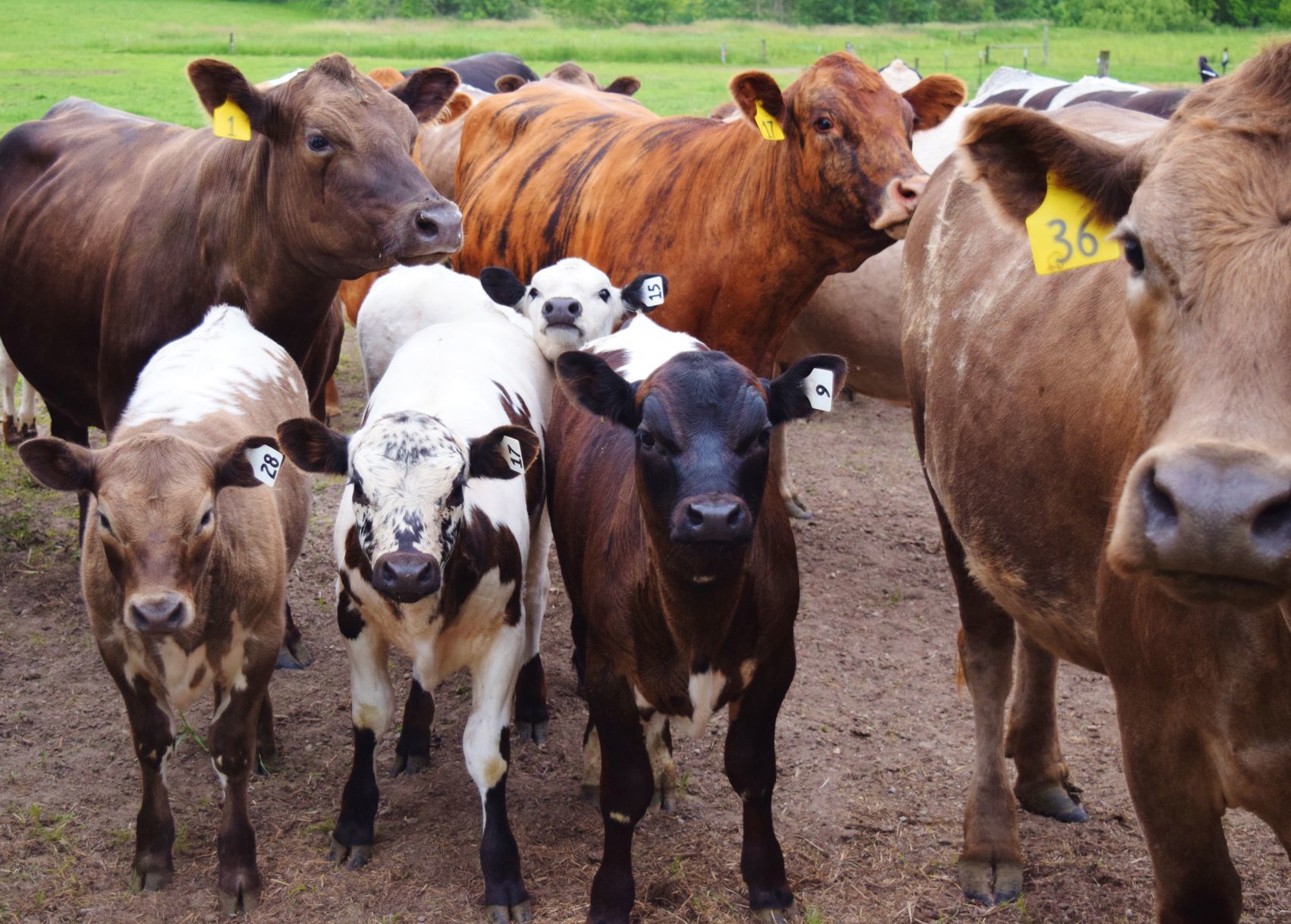 Multi-hued cattle at Brattset Family Farm